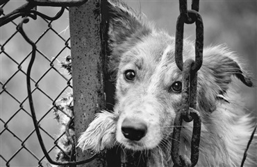 Cambodja: Hundeslagteri lukket for altid
