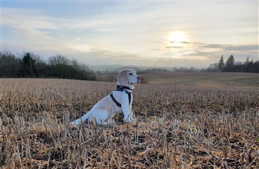 Dagens L&aelig;serfoto: Sol over beaglen