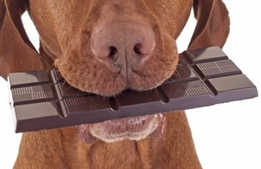 Chokolade lægges ud med målet at forgifte hunde