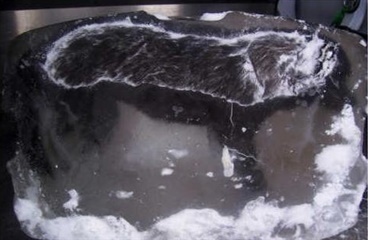 Hund fundet død i isblok