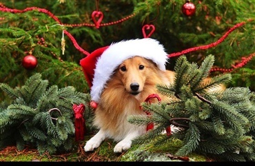 Pas p&aring; Fido i december - julemad er ikke hunde&aelig;de