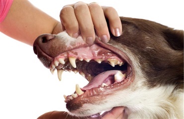 Tandstillingsfejl hos hunde
