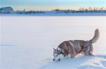 Sne kan give din hund d&aring;rlig mave