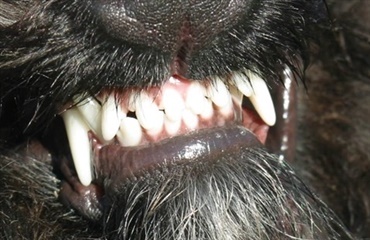 Undgå vilddyrsånde og smertefulde tandproblemer hos din hund!