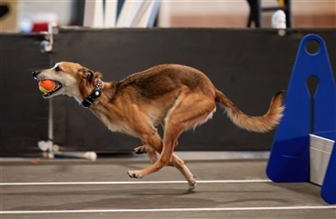 Crufts: Flyball kombinerer fart, pr&aelig;cision og hold&aring;nd 