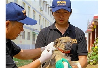 Vaccinering af hunde i Kina