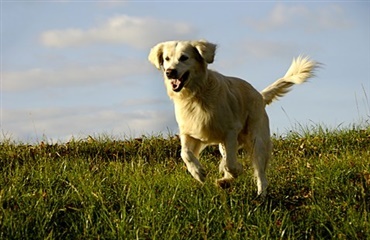 Mange hunde har mulighed for at løbe frit hver dag