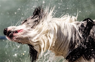 H&oslash;js&aelig;son for hot spot - hunde med lang pels i risikogruppen