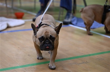 Fra HUNDEN: Sund vejrtr&aelig;kning for kortsnudede hunde 