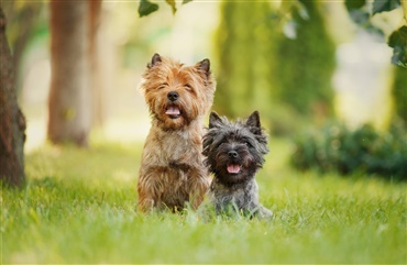 Fra HUNDEN: Raceportr&aelig;t af den intelligente cairn terrier