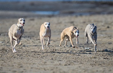 Fra HUNDEN: Raceportr&aelig;t af den lynhurtige whippet