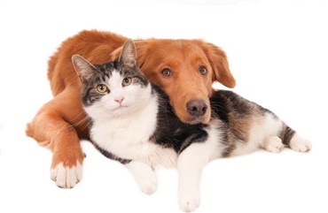 Katte kan smitte hinanden - ikke hunde