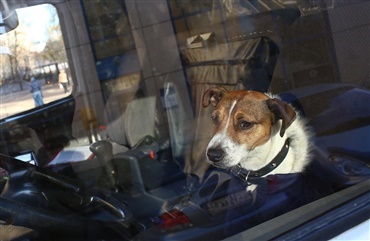 USA: Hund hjerneskadet efter tur i ophedet bil
