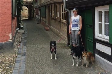 Fra HUNDEN: Spontane ferier i udlandet med flere hunde - kan man det? 