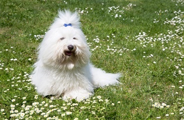 Fra HUNDEN: Raceportr&aelig;t af den kloge coton de tulear