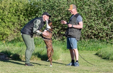 Fra HUNDEN: L&aelig;r hunden at hilse med alle poter p&aring; jorden