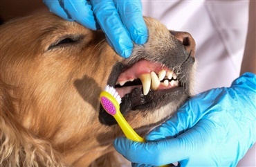 Har din hund tandproblemer