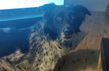 Dyrehelt 2019: Hund fra Aalborg redder sin ejers liv 