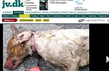 Hund mishandlet og dræbt
