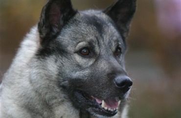Hund fanget to uger på norsk fjeldhylde