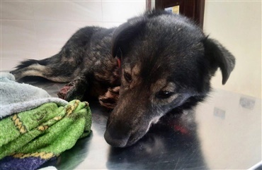 Animal Rescue Kharkiv er fortsat i gang