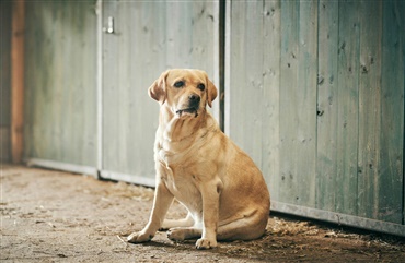 M&aelig;t af k&aelig;rlighed: Overv&aelig;gt truer danske hunde