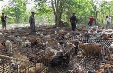 Cambodiansk provins forbyder spisning af hunde