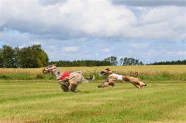 Fart og f&aelig;llesskab til lure coursing i Myndeklubben