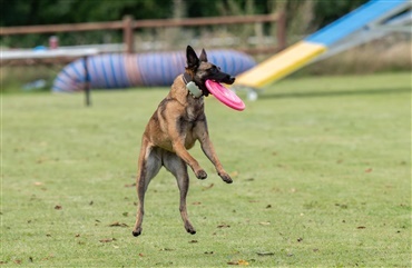 Frisbee-feber p&aring; Store Hestedag