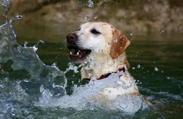 Hund druknet