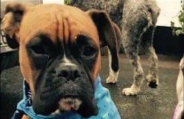 Hundekidnappere kræver 130.000 kr. i løsesum – ellers bliver hunden hængt