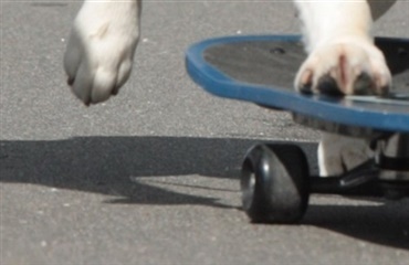 Hund på løbehjul får eget tv-program 