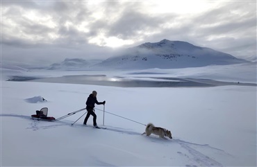 Dyrl&aelig;ger i felten hj&aelig;lper Gr&oslash;nlands sl&aelig;dehunde