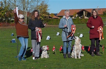Rally Dysten – Den lille hundeskole der kunne