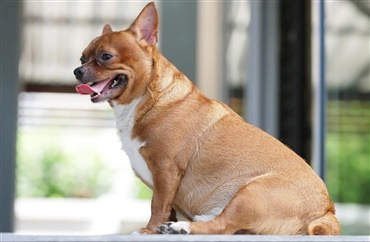 Er din hund for tyk eller for tynd? 