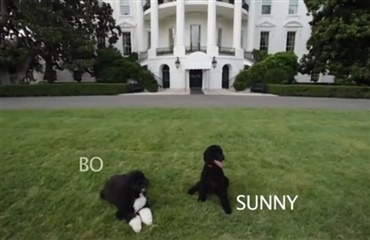 Ny hund flytter ind i Det Hvide Hus