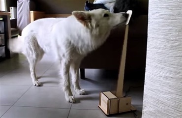 Ny opfindelse: hundebetjent lampekontakt