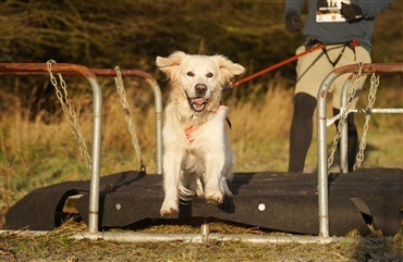 Vinterkulde og varme smil til K9 Biathlon for alle i Bevtoft