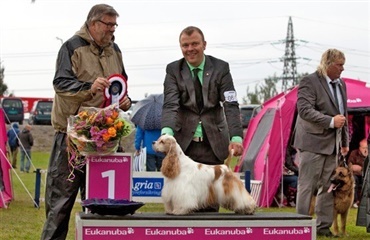 Dansk hund sejrede på norsk udstilling