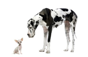 Er st&oslash;rre hunde klogere end mindre hunde
