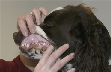 6000 hundes mundhygiejne kontrolleret