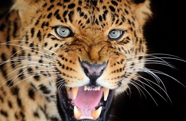 Leopard dræber hund i lejlighedskompleks