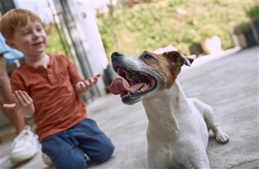 Husk rabiesvaccinen f&oslash;r vinterrejsen