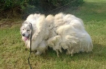 Hund fanget i lade får 15 kilo pels klippet af