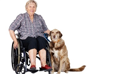 Handicaphjælpere må godt lufte hunden