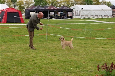 Roskilde: Cairn terrier triumferede p&aring; f&oslash;rste dag i Store ring