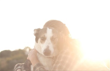 Munkebo: Hund d&oslash;de af tumor - ikke gift