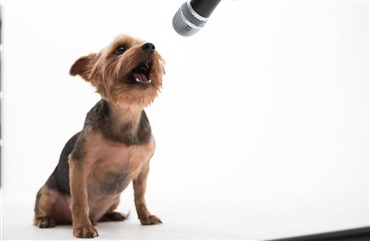 Skal du synge med din hund p&aring; torsdag?