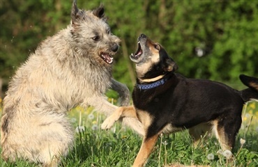 Spørgeskemaundersøgelse hund-hund aggression