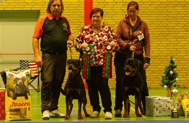 Rottweilers juleudstilling i Aunslevhallen – en festlig afslutning p&aring; udstillings&aring;ret 2025